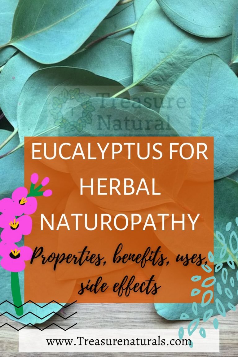 Eucalyptus For Herbal Naturopathy Properties Benefits Uses Side