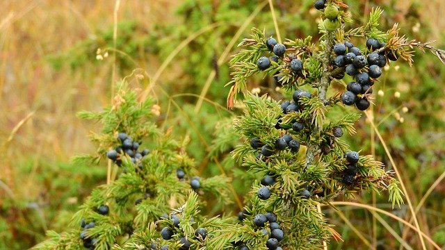 Juniper Essential Oil: properties, benefits, uses