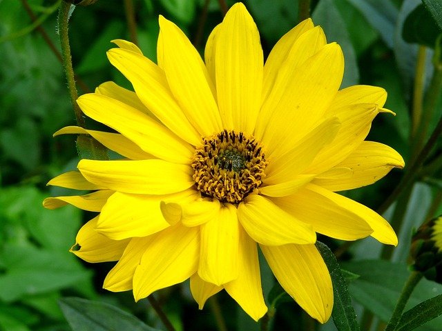 arnica-plant-cultivation-treasurenatural