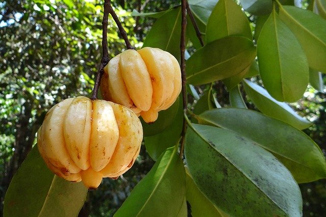 Garcinia for Herbal Naturopathy: properties, benefits, uses, side ...