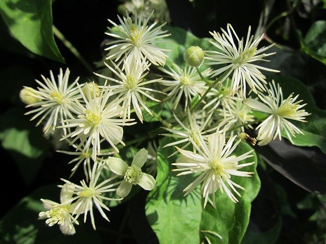 Clematis (Vitalba) plant for Herbal Naturopathy: properties, benefits ...