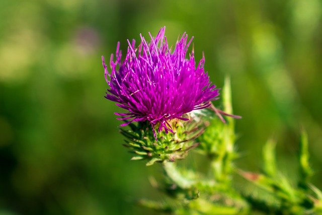 Milk thistle: side effects - TreasureNatural