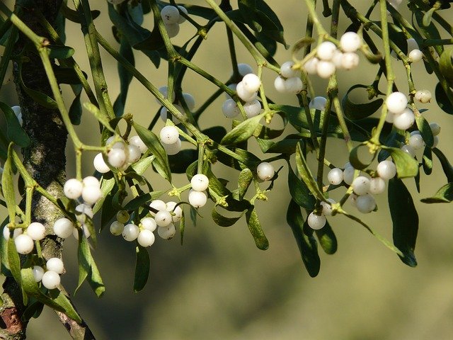 Mistletoe For Herbal Naturopathy: Properties, Benefits, Uses, Side ...