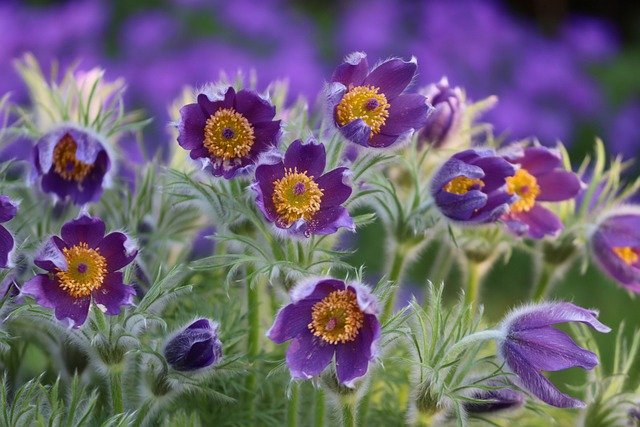 Pulsatilla in homeopathy: properties, benefits and uses (all you need ...