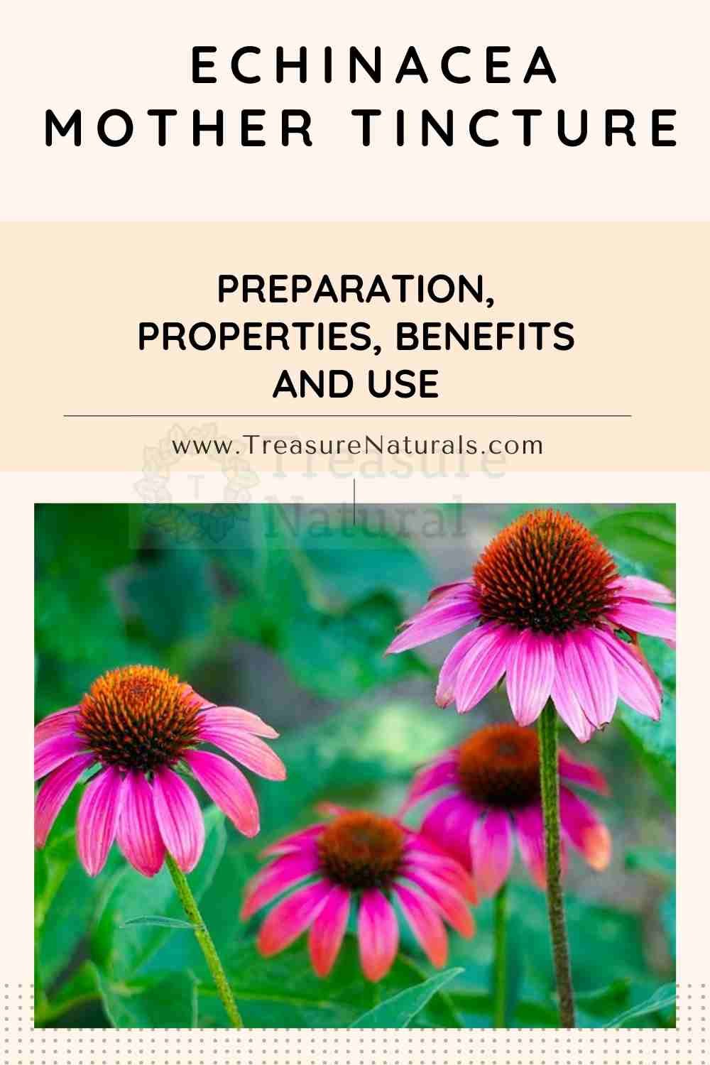 Echinacea mother tincture preparation, properties, benefits and use TreasureNatural