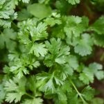 Parsley infusion: properties, benefits, recipe