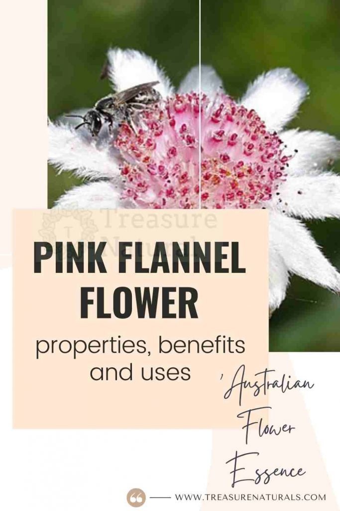 Pink Flannel Flower properties, benefits and uses (Australian Flower