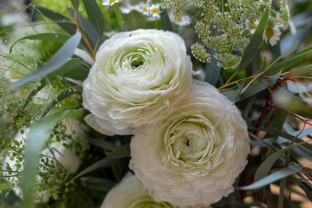 Ranunculus Bulbosus In Homeopathy: Properties, Benefits And Uses (all ...