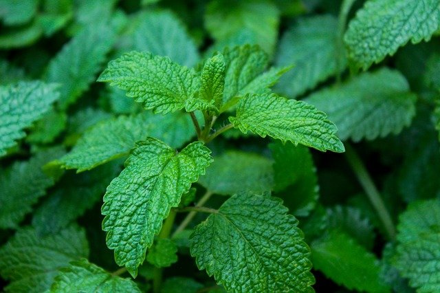 Lemon balm mother tincture: preparation, properties, benefits and use ...