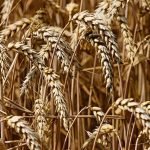 Barley: properties, benefits