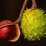 Chestnuts: nutritional properties and health benefits