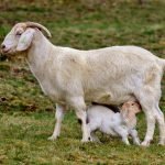 Goat's milk, a food rich in benefits: properties, how to use it