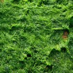 Klamath seaweed, antioxidant and tonic: properties, uses