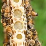 Royal jelly (from bees): benefits, properties, uses
