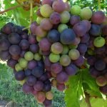White, red, black or seedless grapes: properties, calories and what it contains
