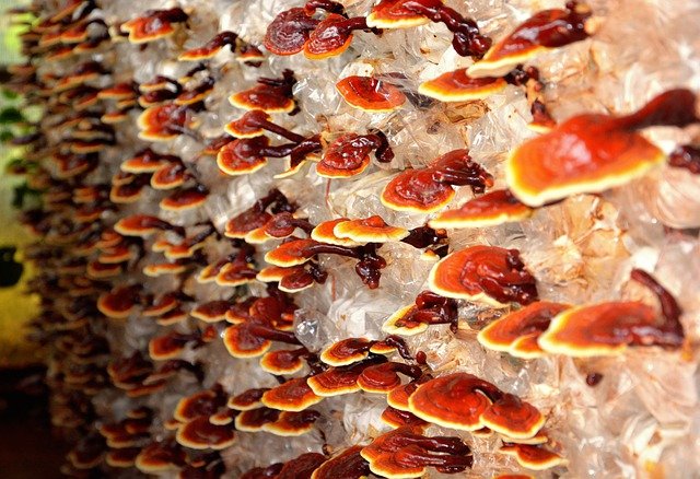 ganoderma-lucidum-reishi-mushroom-benefits-properties-uses