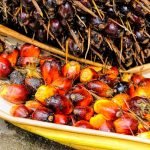 Palm oil: is it bad for your health?