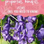 Aconitum Napellus in homeopathy: properties, benefits, uses (all you need to know)
