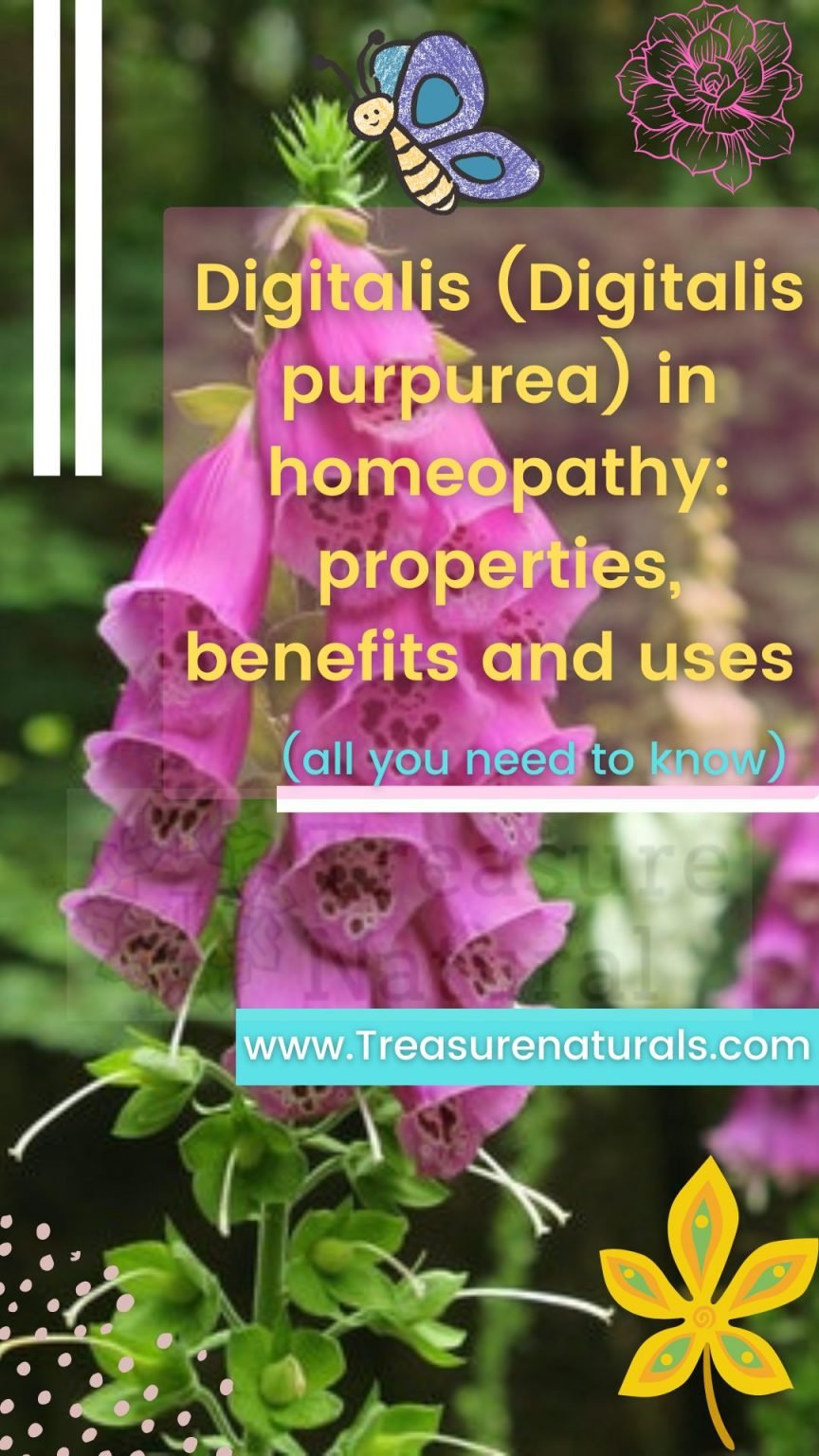 Digitalis (Digitalis purpurea) in homeopathy properties, benefits and