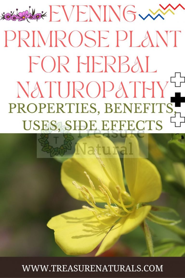 Evening primrose plant for Herbal Naturopathy properties, benefits