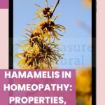 Hamamelis in homeopathy: properties, benefits and uses (all you need to know)