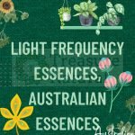 Light Frequency Essences, Australian essences
