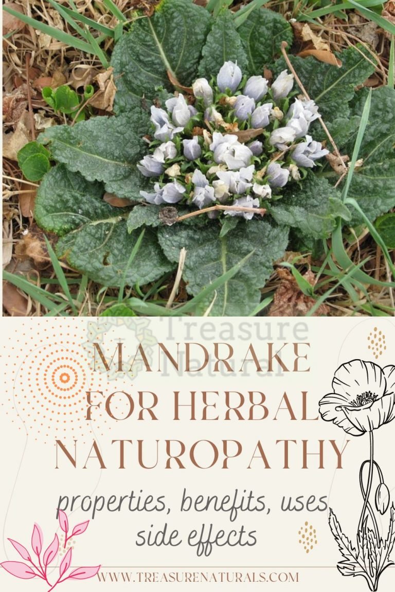 Mandrake for Herbal Naturopathy: properties, benefits, uses, side ...