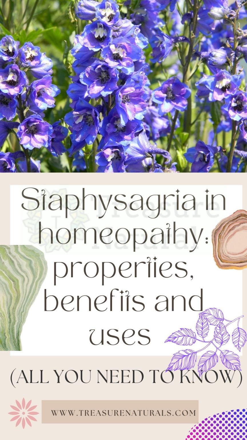 Staphysagria In Homeopathy Properties Benefits And Uses All You Need To Know Treasurenatural 4599