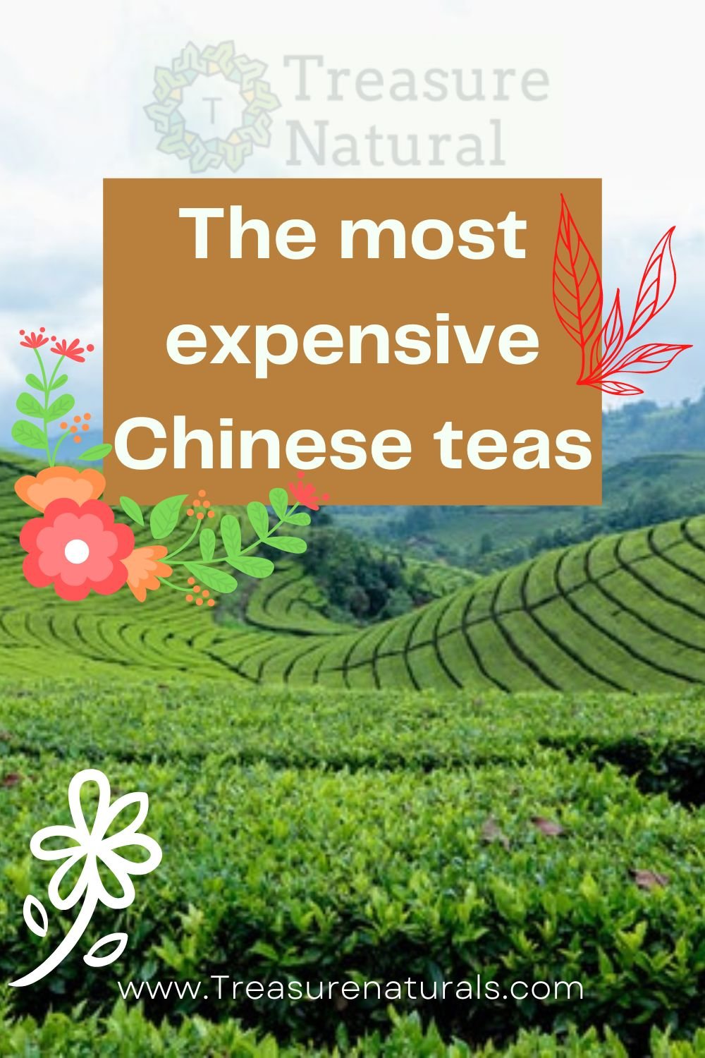 The most expensive Chinese teas TreasureNatural