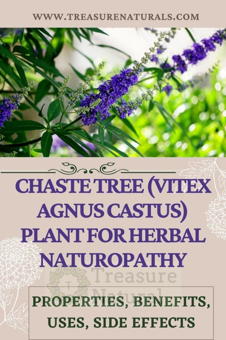 Chaste tree (Vitex agnus castus) plant for Herbal Naturopathy ...