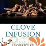 Clove infusion: properties, benefits, recipe