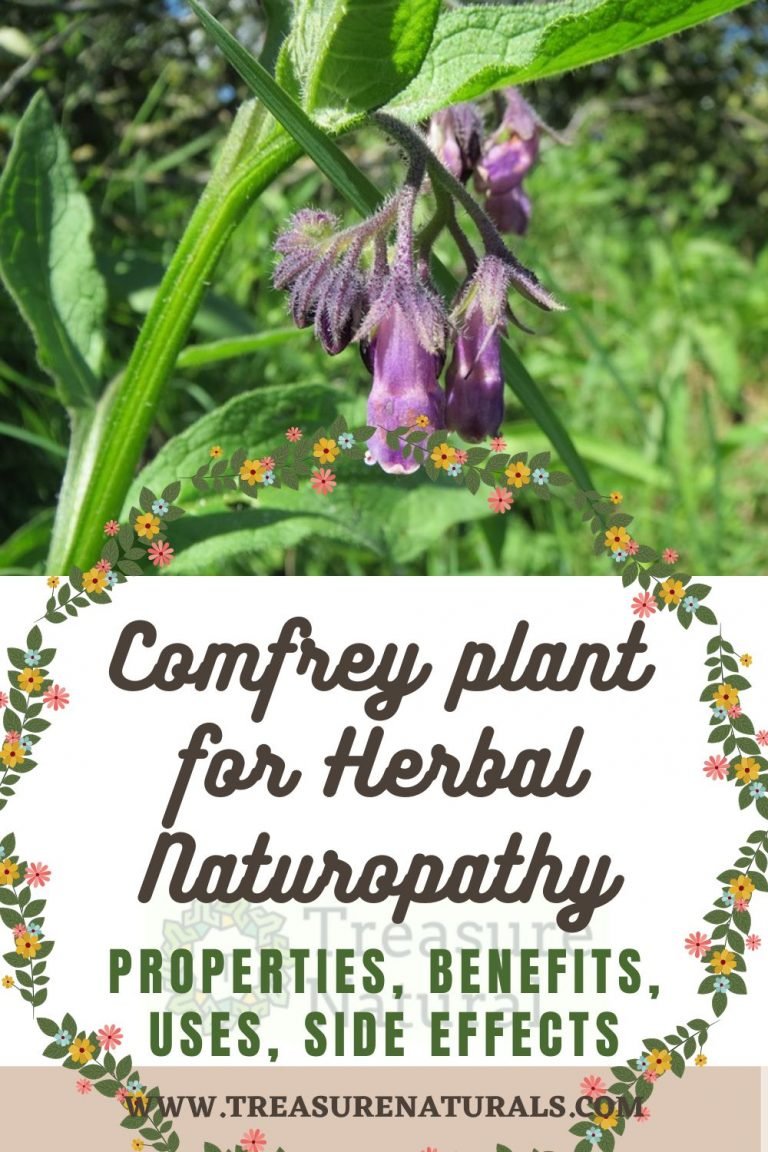 Comfrey plant for Herbal Naturopathy: properties, benefits, uses, side ...