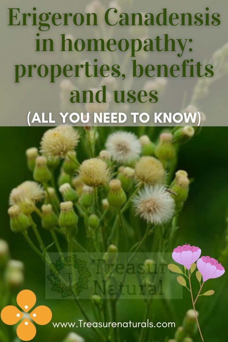 Erigeron Canadensis in homeopathy properties, benefits and uses (all