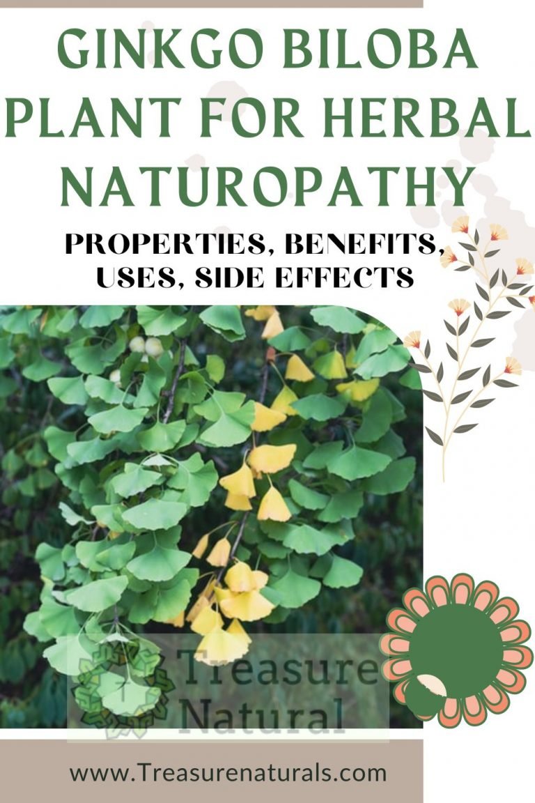 Ginkgo Biloba Plant For Herbal Naturopathy: Properties, Benefits, Uses ...