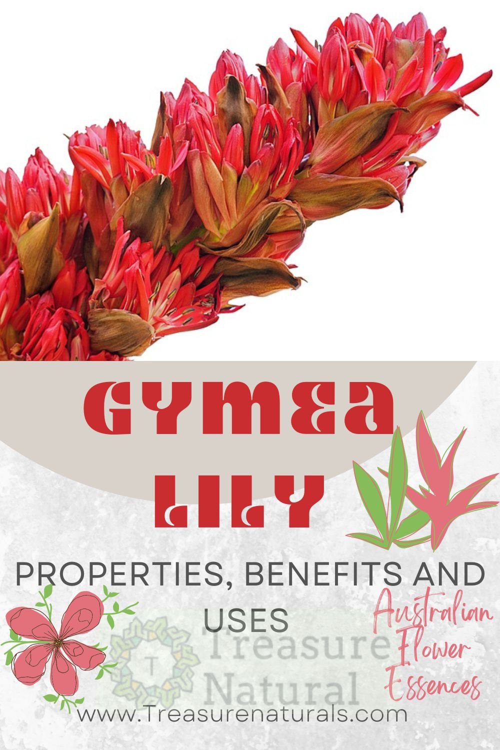 gymea-lily-properties-benefits-and-uses-australian-flower-essence