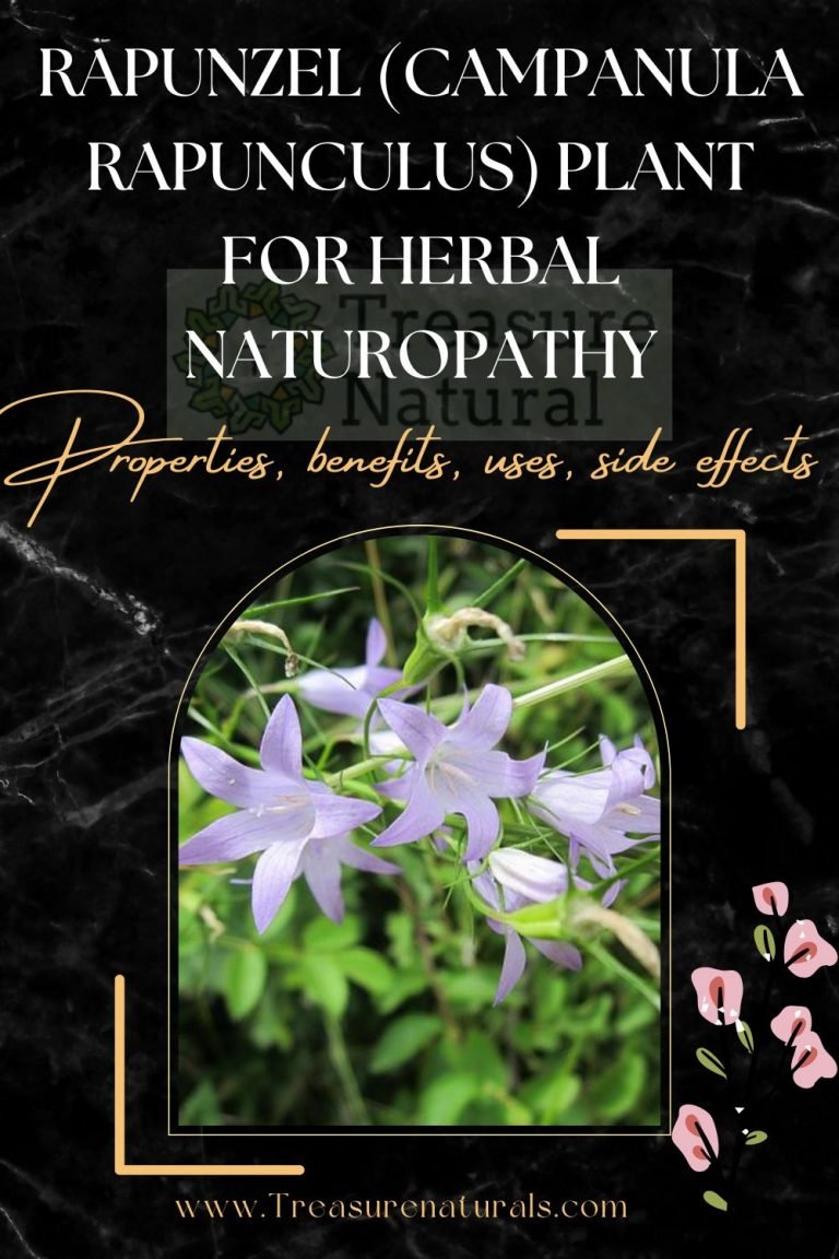 Rapunzel (Campanula rapunculus) plant for Herbal Naturopathy ...