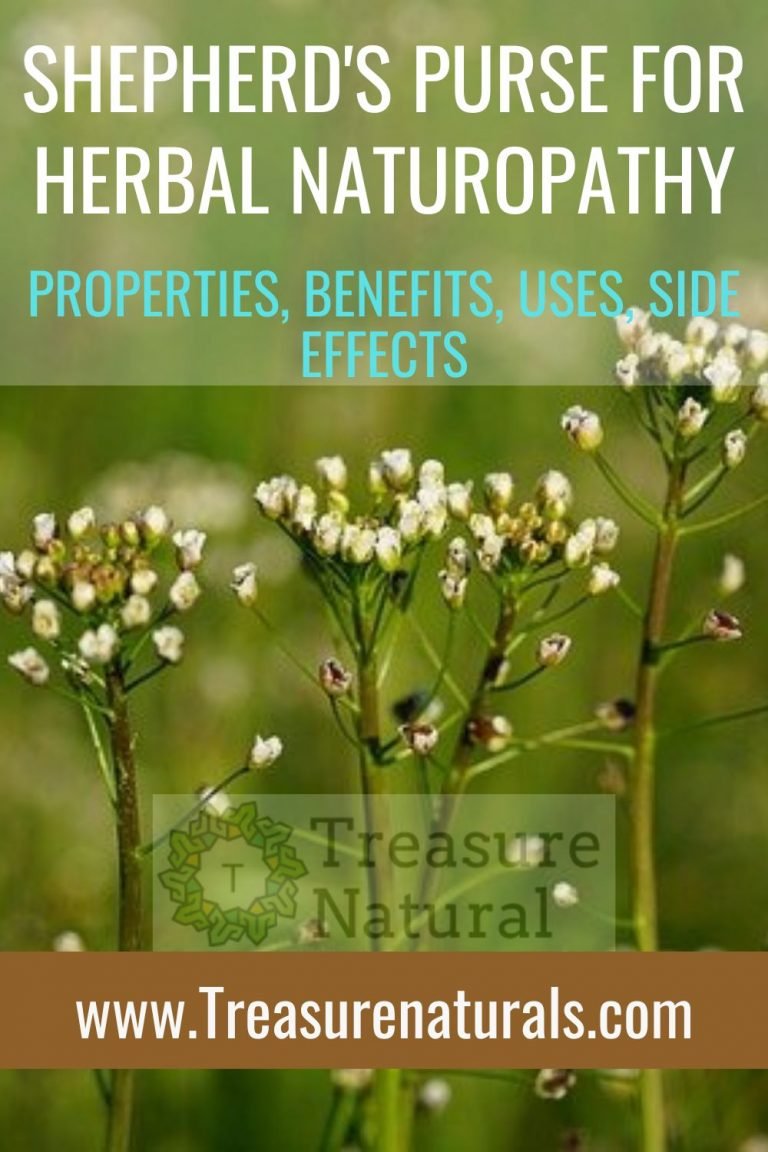 Shepherd's purse for Herbal Naturopathy: properties, benefits, uses ...