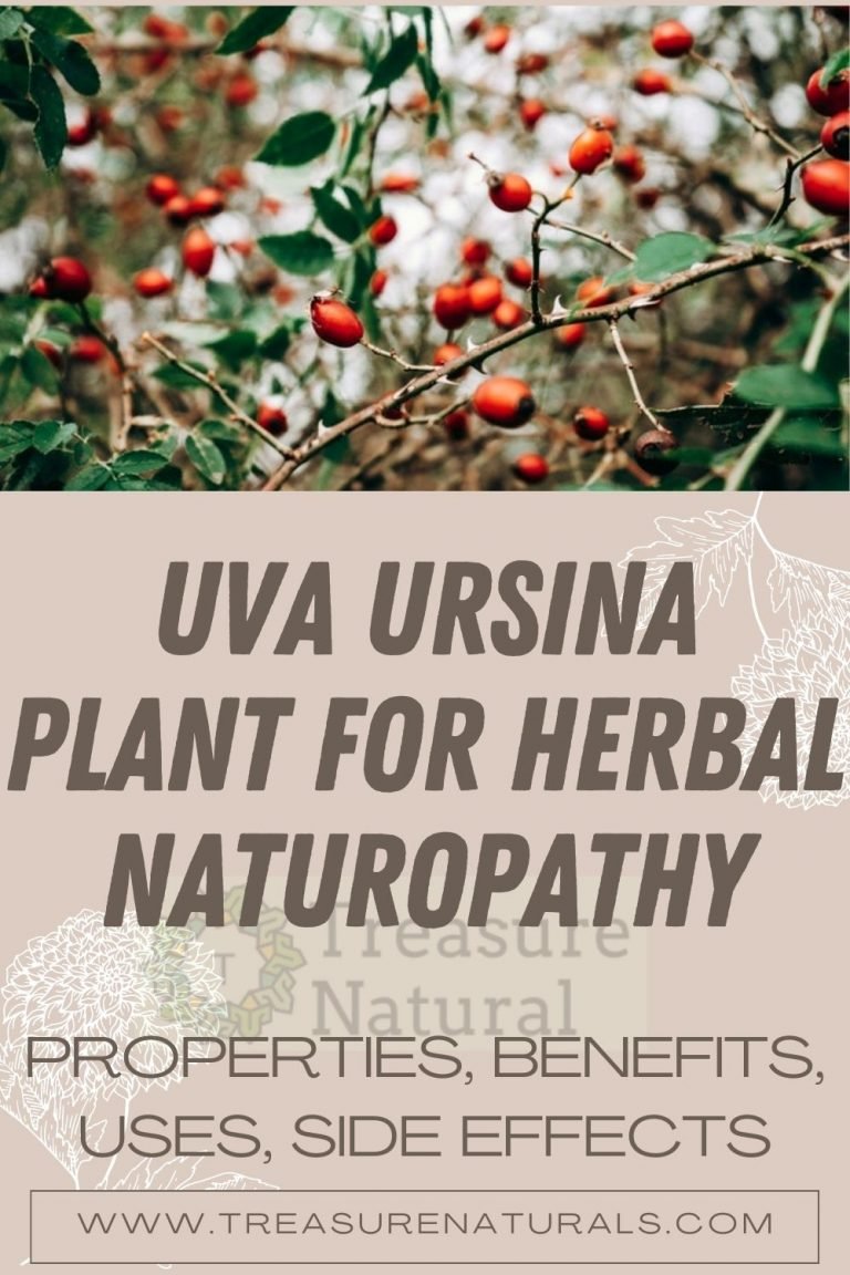 Uva ursina plant for Herbal Naturopathy properties, benefits, uses
