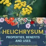 Helichrysum: properties, benefits and uses
