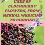 The multiple uses of elderberry flowers, from herbal medicine to cooking