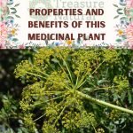 Wild fennel: properties and benefits of this medicinal plant